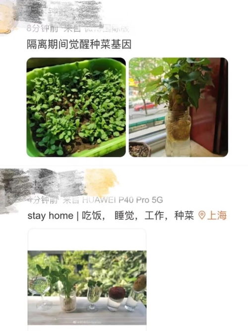 明星都愛的陽臺種菜引風潮,富景中國沖擊 盆栽蔬菜第一股